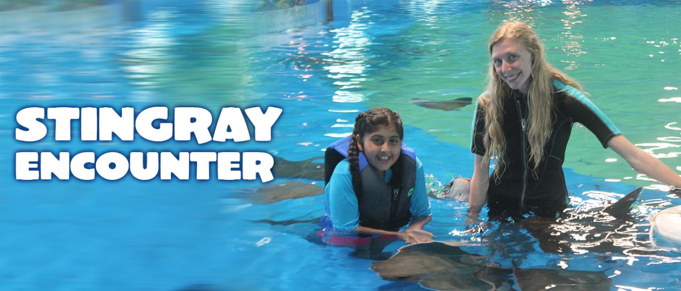 Feed and encounter the stingrays at Ocean Adventures